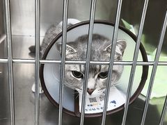 -贝康宠物医院·犬猫全科·小动物特色诊疗中心(东环路店)