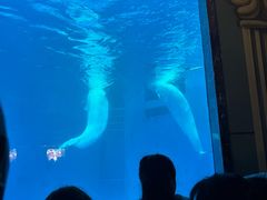 -海合安成都极地海洋公园