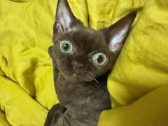 -momokira米努特·德文卷毛猫·棉花面纱犬