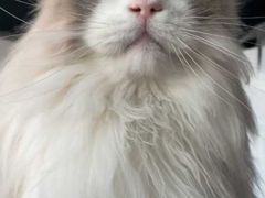 -东方名猫馆·英短金渐层布偶猫舍(环线广场1号楼店)