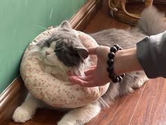 -团子家猫咪猫咖馆·柯基·柯尔鸭