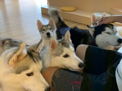 -Husky Go! 哈士奇体验馆·宠物咖啡厅狗咖