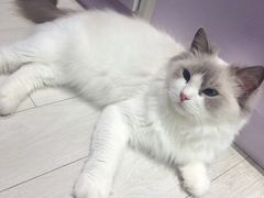 -喵的天空名猫咖啡馆·撸猫·猫舍·用品