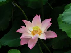 -高子水居