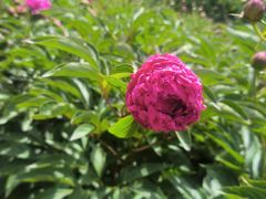 -黑龙江省森林植物园