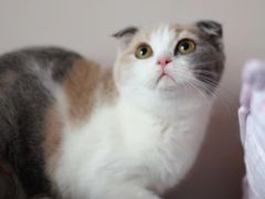 -Bastet sally猫舍购宠(静安店)
