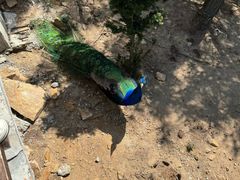 -西霞口神雕山野生动物世界