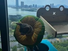 -派特宠物医院(圆融广场店)