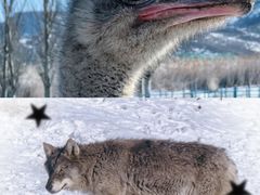 -新疆天山野生动物园