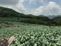 -武陵山森林公园