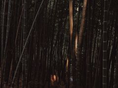 -上海佘山国家森林公园西佘山园