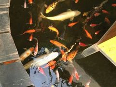 -上海大自然野生昆虫馆(东方明珠·爬宠昆虫探索中心)