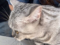 -艾贝尔宠物医院·24H转诊中心·肿瘤猫专科(江宁双龙店)