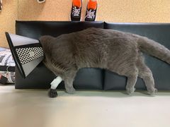 -芭比堂宠物医院·全科爱猫医院·仁德分院