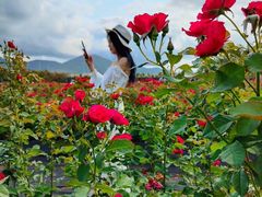 -亚龙湾国际玫瑰谷