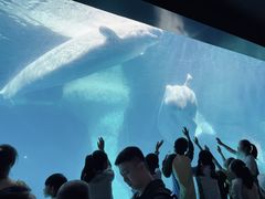-海合安武汉极地海洋公园