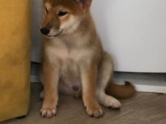 -柴犬高等学院·狗咖·柴犬售卖·宠物训练