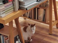 -猫的天空之城概念书店(苏州平江店)