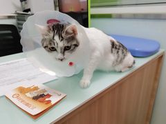 -宠福鑫康馨动物医院·骨科·眼科