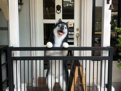 -TrueLove @ Neverland (Husky Cafe)