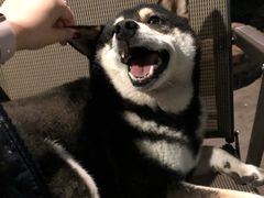 -柴犬高等学院·狗咖·柴犬售卖·宠物训练