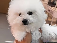 -翊宠yipet猫狗购宠庄园犬舍•猫舍