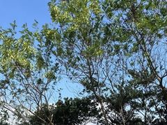 -天鹿湖森林公园