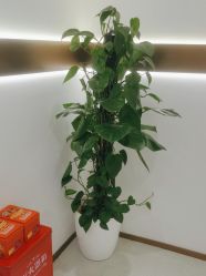 -禾丽康美医疗美容医院