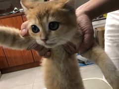 -lincat·猫舍(广州店)