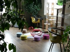 -东方名猫馆·英短金渐层布偶猫舍(环线广场1号楼店)