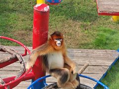 -西霞口神雕山野生动物世界