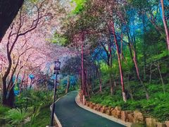 -龟山风景区-龟山电视塔
