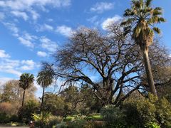 -墨尔本皇家植物园