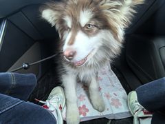 -伟伟宠物医院·CT影像中心·瑞派犬猫综合性门诊(汉口总院)