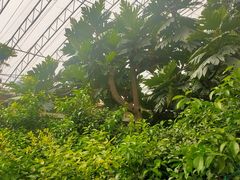 -北戴河集发农业梦想王国