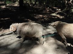 -可伦宾野生动物保护区