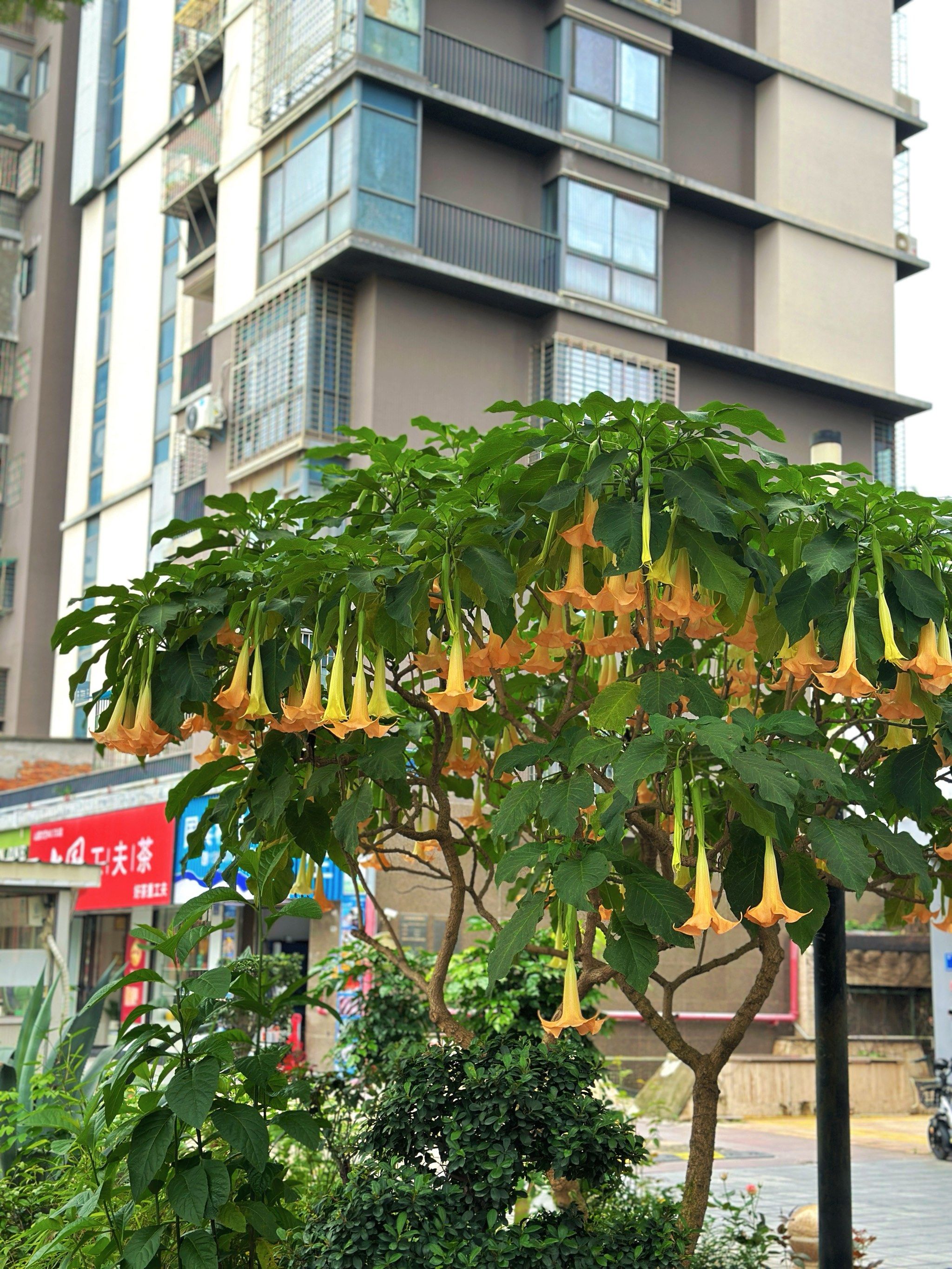 你见过吗?曼陀罗花