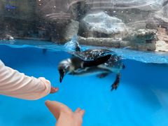 -帝企鹅自助餐厅•儿童岛•真企鹅(长隆企鹅酒店)