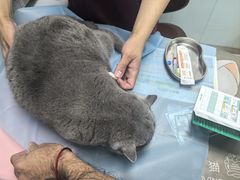 -纳吉亚猫专科动物诊疗中心(蒋宅口分院)