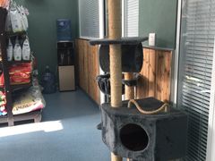 -瑞派长江宠物医院·猫科·外科·24小时夜护(谊城公寓分院)
