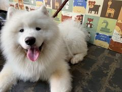 -喵屿·大理花园猫咖