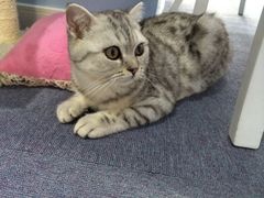 iphone_upload_pic-喵的天空名猫咖啡馆·撸猫·猫舍·用品