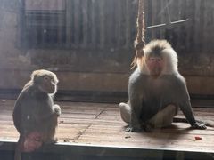 -哈尔滨北方森林动物园