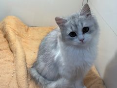 -1013 PET SHOP 宠物商店(近铁城市广场店)