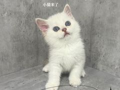 -小猫来了·猫舍(红山六九七九店)