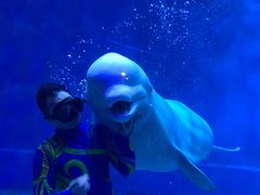 -芜湖新华联大白鲸海洋公园