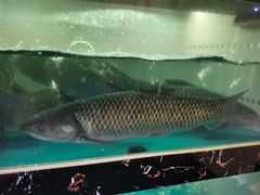 -草鱼先生潮州鱼生·虾生(新厦花园店)