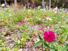 -黑龙江省森林植物园