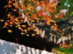-秋霞圃