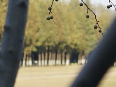 -合肥滨湖国家森林公园